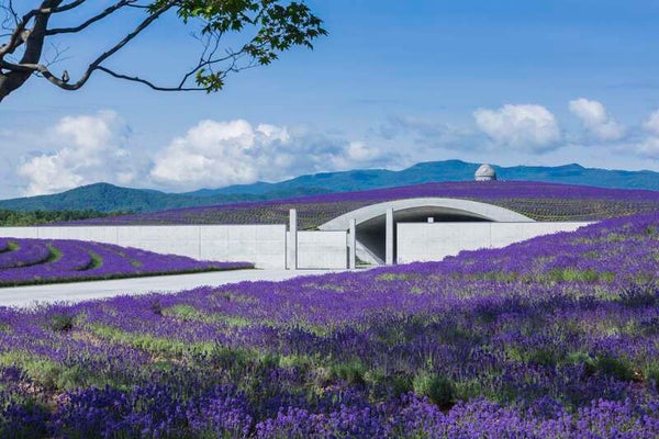 【福島空港発】 花盛りの富良野・美瑛を巡る、七色のお花畑街道(3日間)1